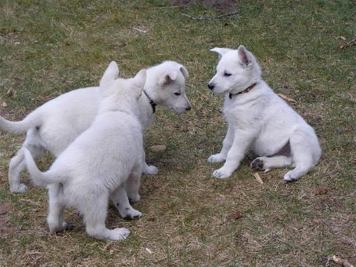 Hvid Schweizisk Hyrdehund Ny Hviddueholm's Enya - Planlægning af narestreger billede 6