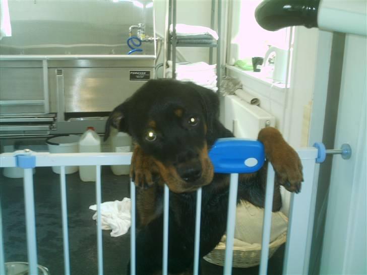 Rottweiler Nikki billede 13