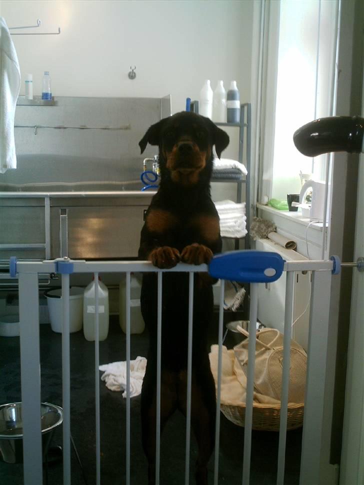 Rottweiler Nikki billede 14