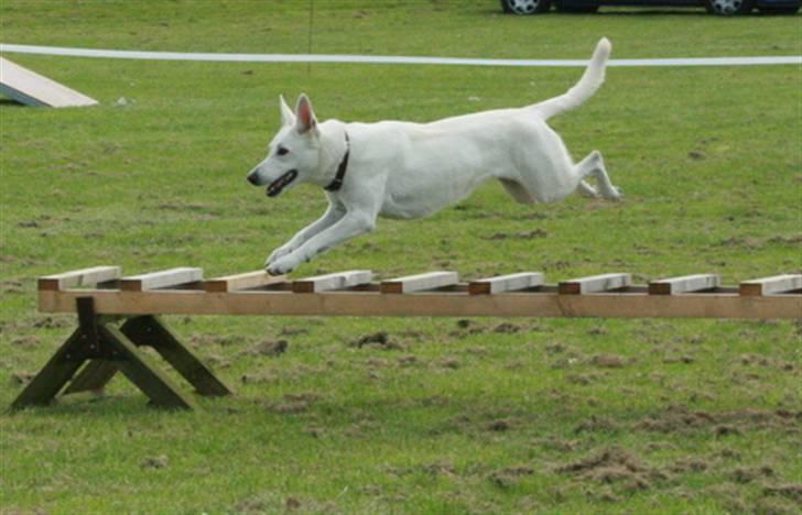 Hvid Schweizisk Hyrdehund Ny Hviddueholm's Enya - Klar til landing! billede 7