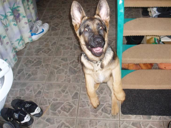 Schæferhund nemo - "hopla"  billede 5