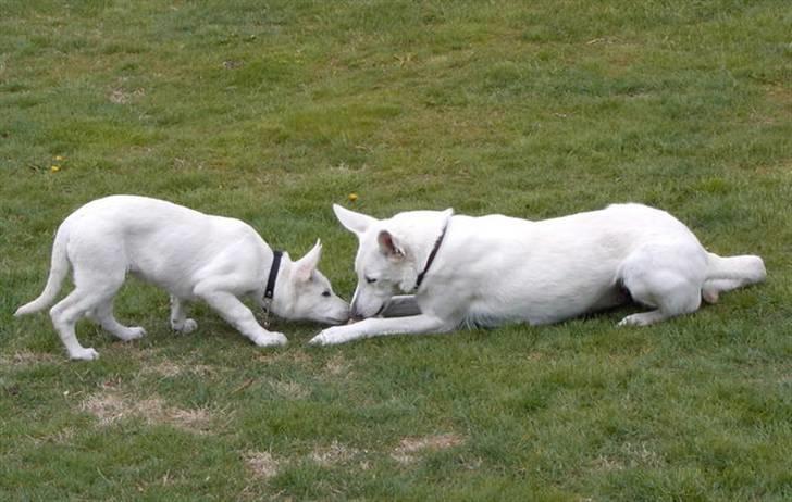Hvid Schweizisk Hyrdehund Ny Hviddueholm's Enya - Må jeg smage? billede 8
