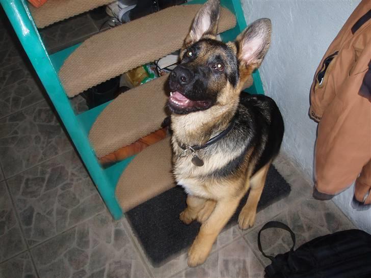 Schæferhund nemo - "hopla"  billede 6