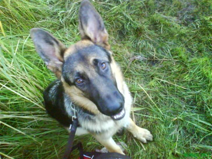 Schæferhund nemo - "hva er der mor??" - et billed som jeg tog fra et par uger siden. huha billede 7