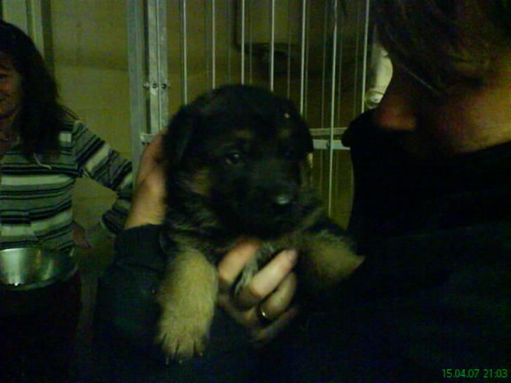 Schæferhund nemo - "hvor er jeg lille & dejlig" - da han var et par 2 uger.. ( eller 1) billede 8