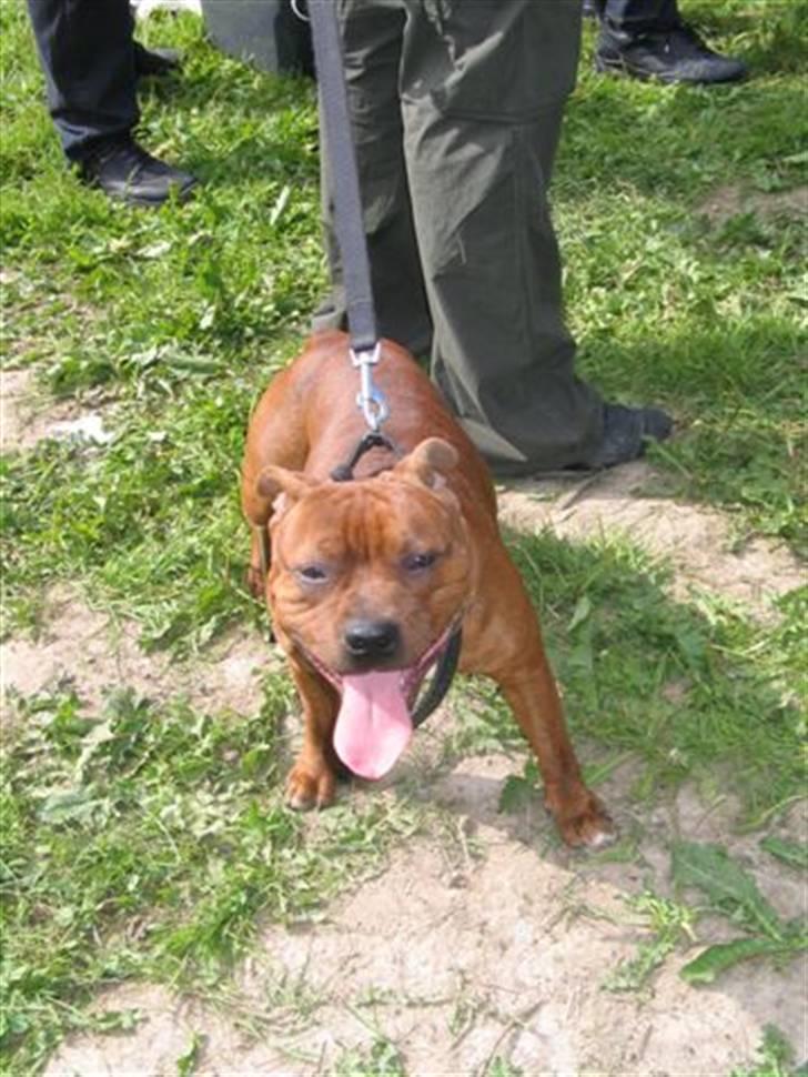 Staffordshire bull terrier Armani billede 8