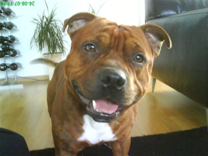 Staffordshire bull terrier Armani - En dejlig glad dreng... billede 9