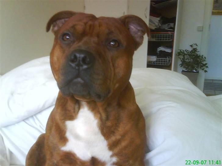 Staffordshire bull terrier Armani billede 13