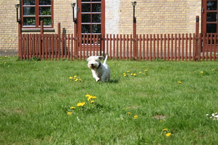 Sealyham terrier Lasse  - skønt at løbe på græsplænen billede 9