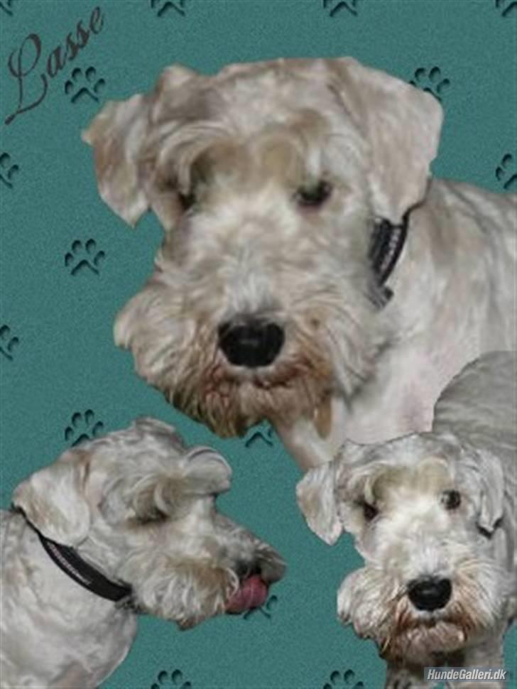 Sealyham terrier Lasse  - Hej hej billede 10