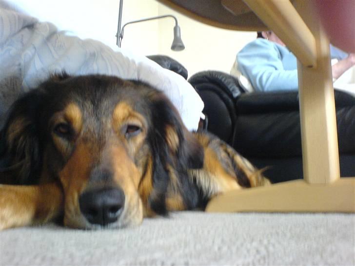 Blanding af racer Qato billede 1