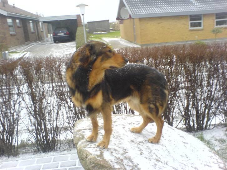 Blanding af racer Qato billede 2