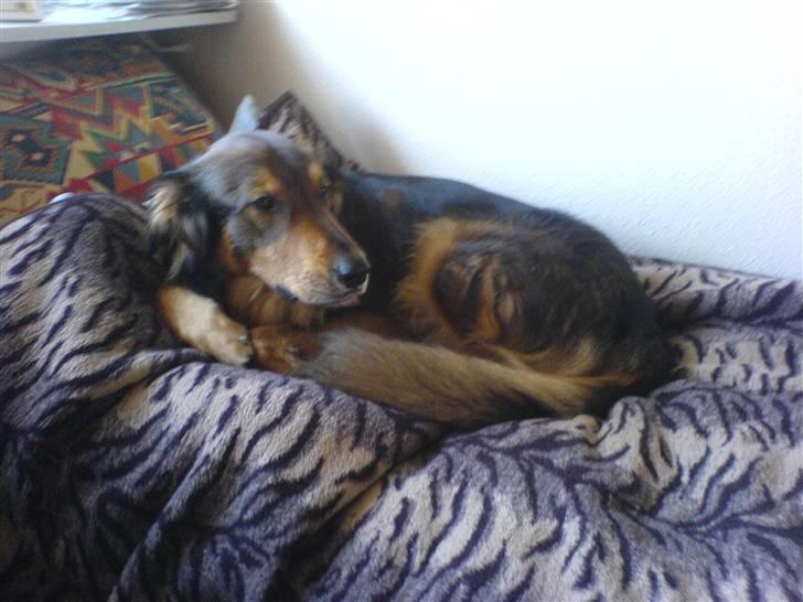 Blanding af racer Qato billede 3