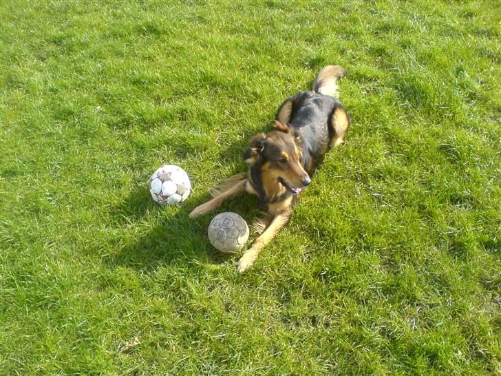 Blanding af racer Qato billede 4