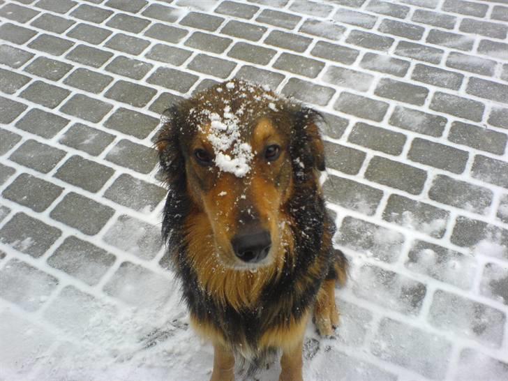 Blanding af racer Qato billede 5