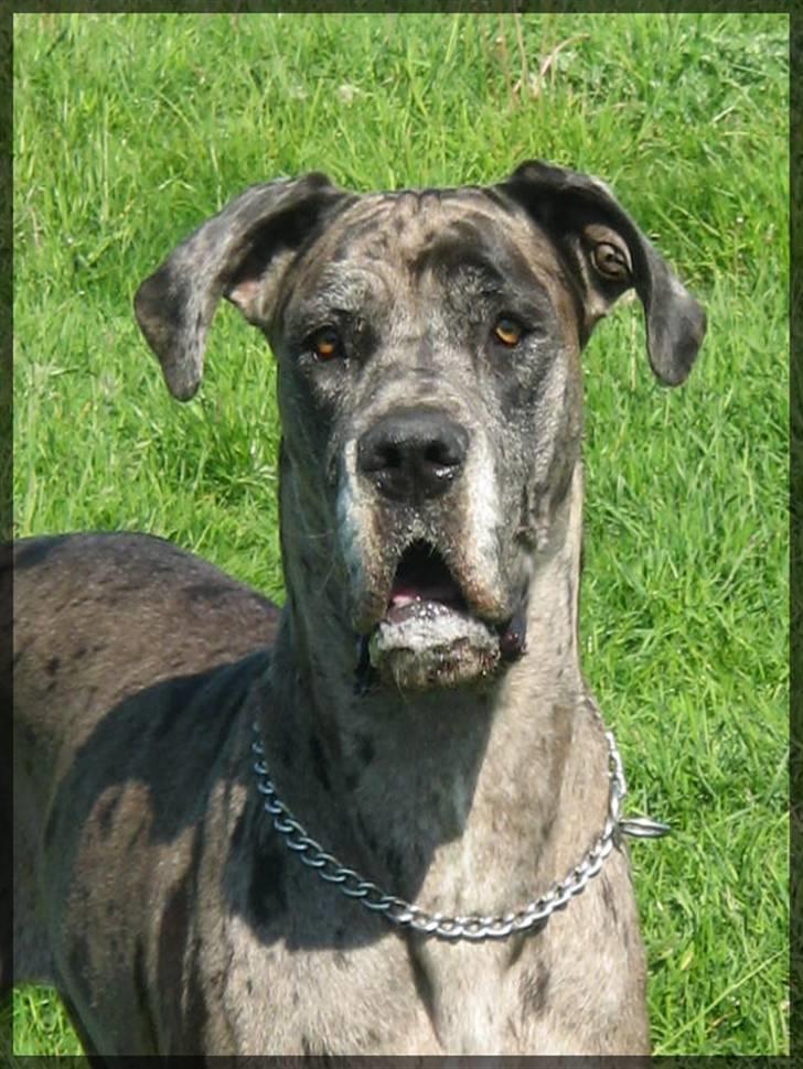 Grand danois Guffi billede 12