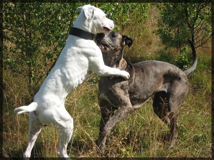 Grand danois Guffi - Guffi og Solo billede 14