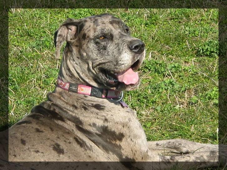 Grand danois Guffi billede 15