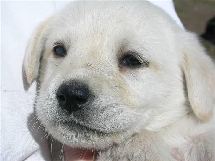 Labrador retriever Harrison *hos eksen* - Første gang vi var ude og kigge på ham billede 1