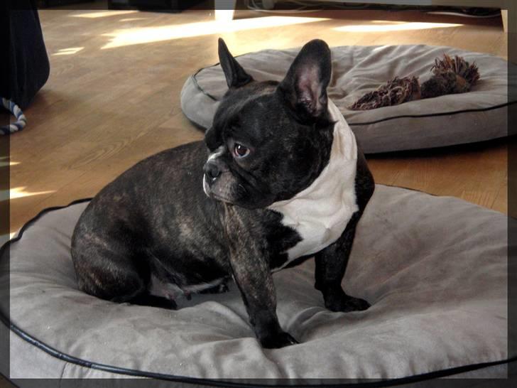 Fransk bulldog Frida - Frida spiser majs billede 13