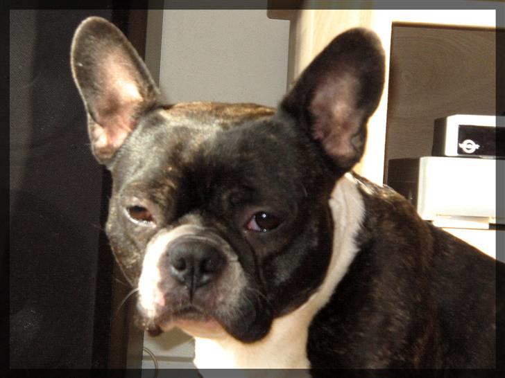 Fransk bulldog Frida billede 14