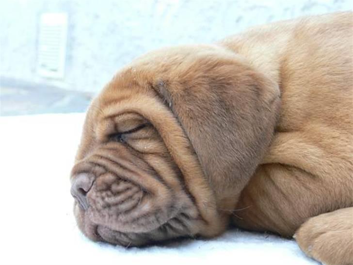 Dogue de bordeaux Calypso - Calypso som hvalp billede 10