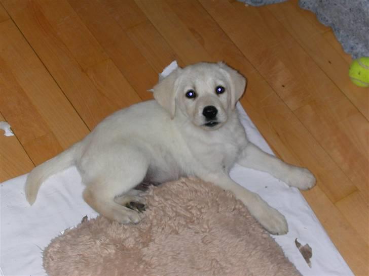 Labrador retriever Harrison *hos eksen* - Lille baby:-) billede 2