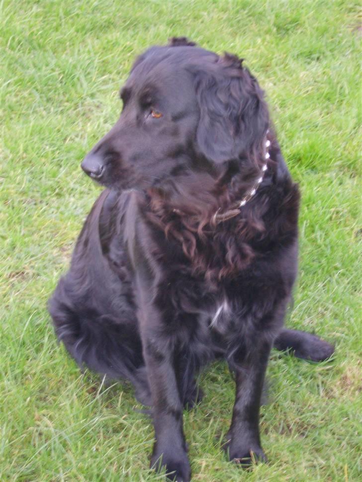 Blanding af racer Jackie *Død* - Her er hun så :0) billede 1