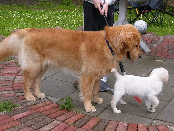 Labrador retriever Harrison *hos eksen* - Harrison og Guffe billede 3