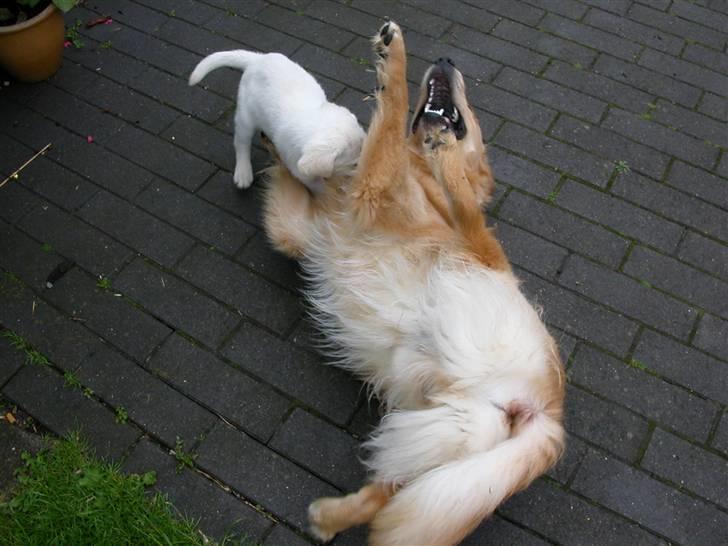 Labrador retriever Harrison *hos eksen* - Hihi hvor er det sjovt:-) billede 4