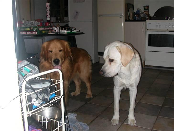Labrador retriever Harrison *hos eksen* - Harrison og Guffe - lidt større billede 5