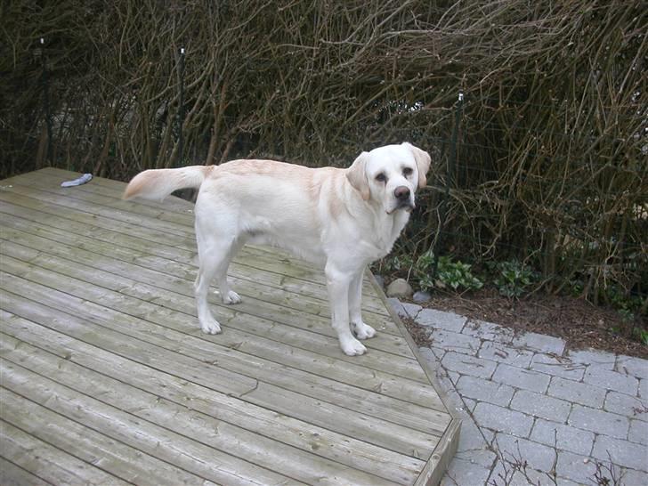 Labrador retriever Harrison *hos eksen* - Smukke hund billede 6