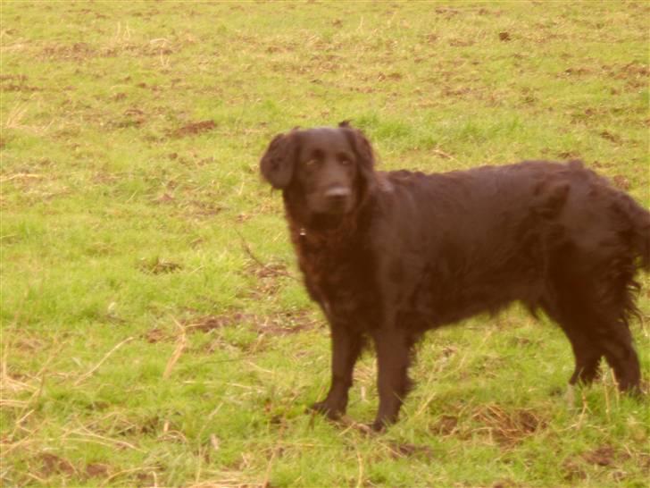 Blanding af racer Jackie *Død* - Hvad var det? billede 4