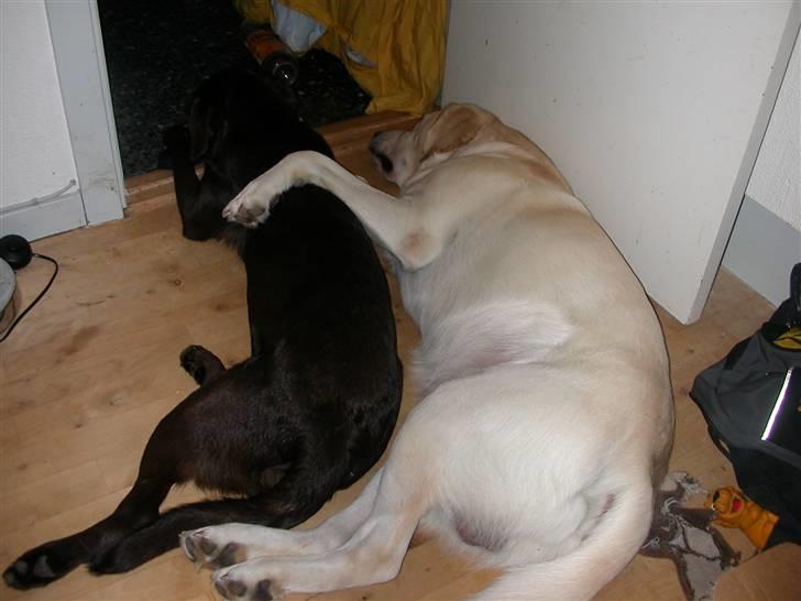 Labrador retriever Harrison *hos eksen* - Passer på min søster billede 7