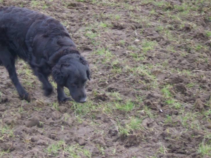 Blanding af racer Jackie *Død* - Snuser lige :0) billede 5