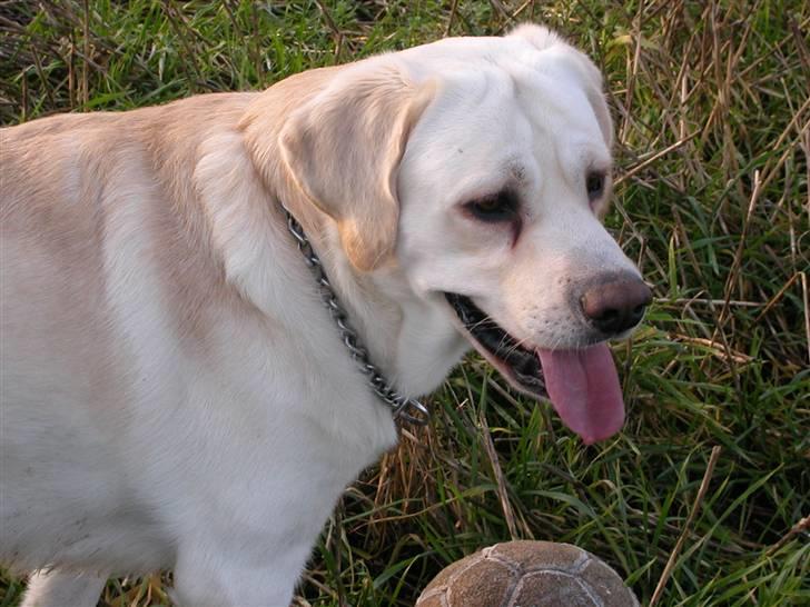 Labrador retriever Harrison *hos eksen* - Smil:-) billede 8