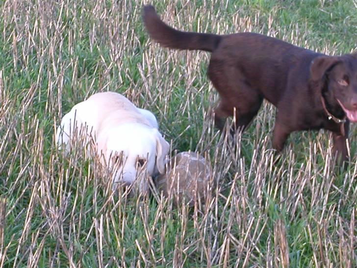 Labrador retriever Harrison *hos eksen* - Du kan ikke finde mig, hehe:-) billede 9