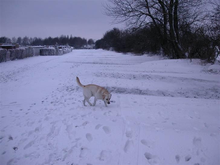 Labrador retriever Harrison *hos eksen* - Sne er sjovt billede 10