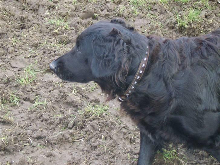 Blanding af racer Jackie *Død* - Nu vender vi snuden hjem ad ;0) billede 6