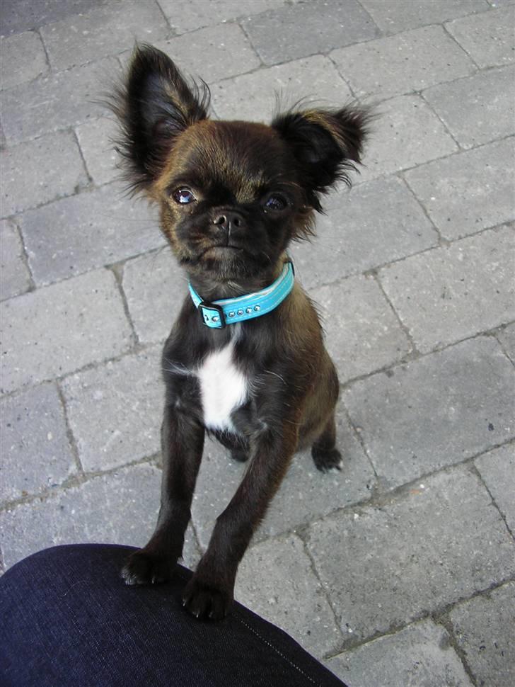 Blanding af racer Marlin - mors og min yndlings farve er turkis... billede 1