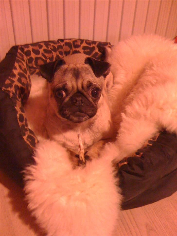 Mops Adolf Victor billede 8