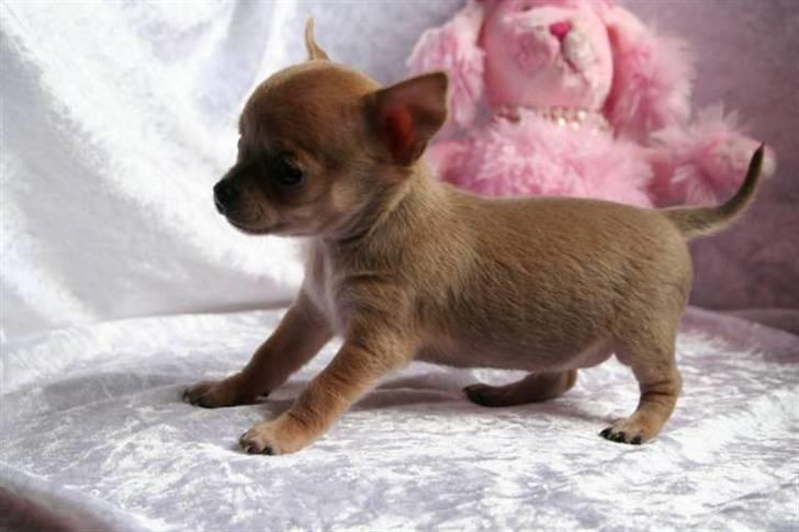 Chihuahua peanut billede 6