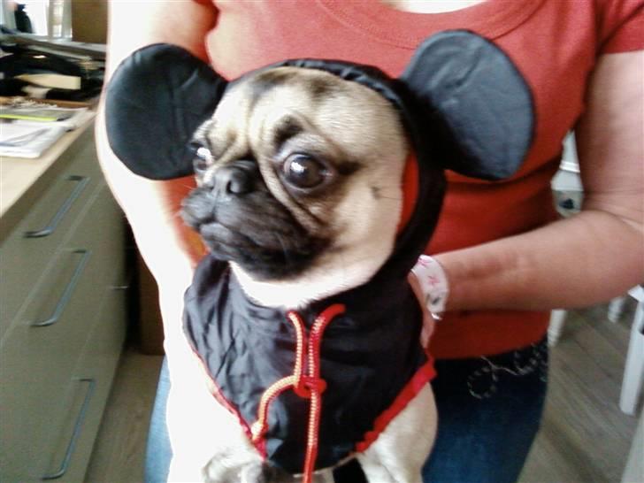 Mops Adolf Victor billede 9