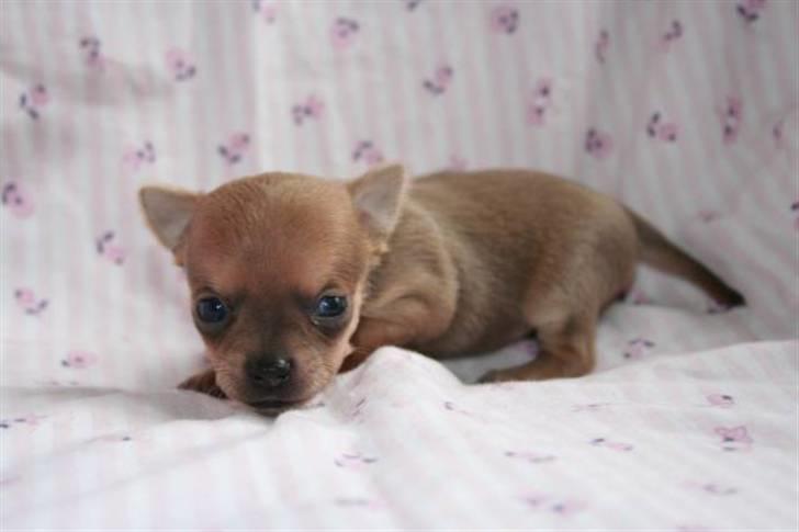 Chihuahua peanut billede 7