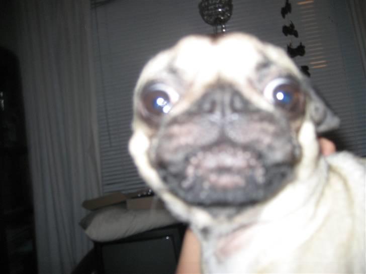 Mops Adolf Victor billede 10