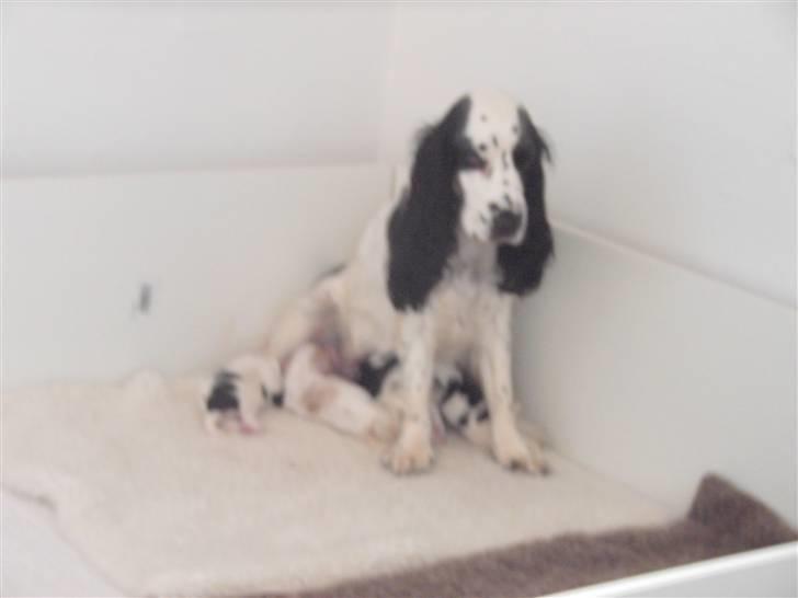 Cocker spaniel musse - Nu har jeg selv fået hvalpe, 4 stk dejligt billede 11