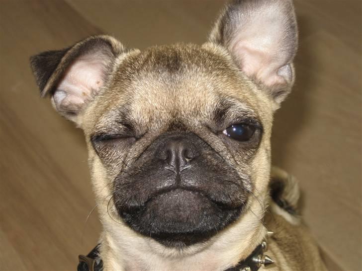 Mops Adolf Victor billede 11