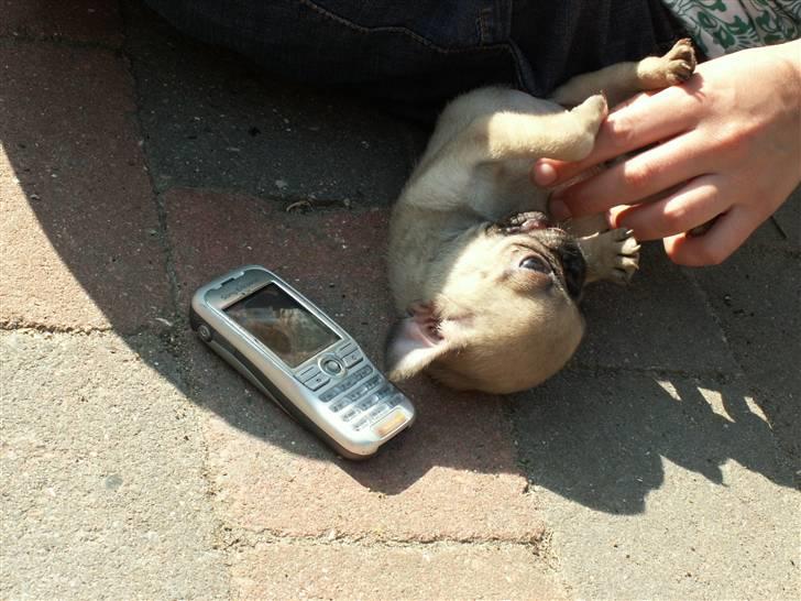 Mops Adolf Victor billede 12