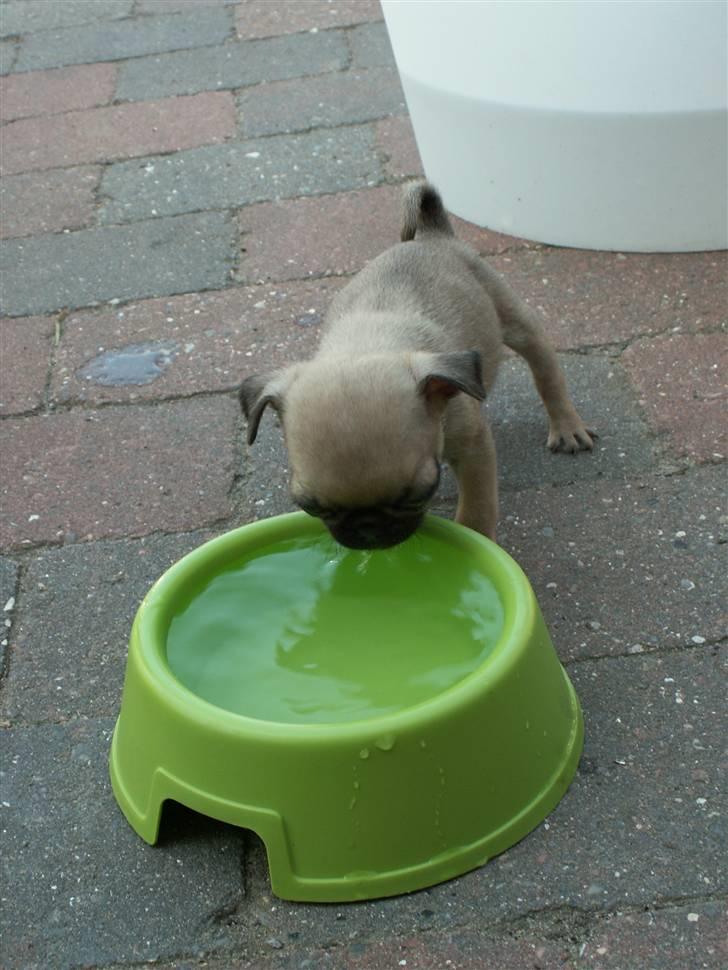 Mops Adolf Victor billede 13