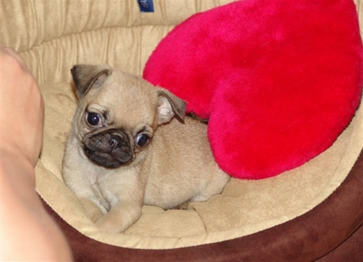 Mops Adolf Victor billede 14